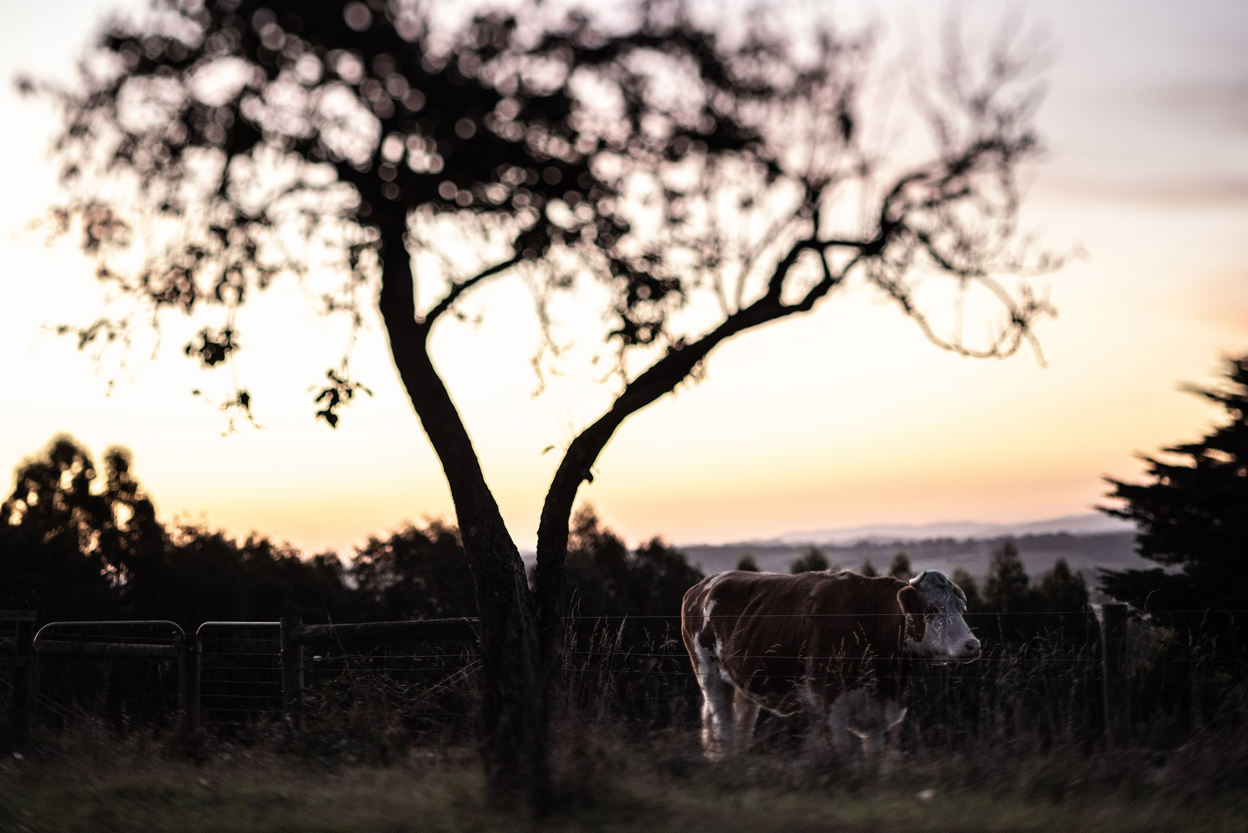 bill-downie-2021-002