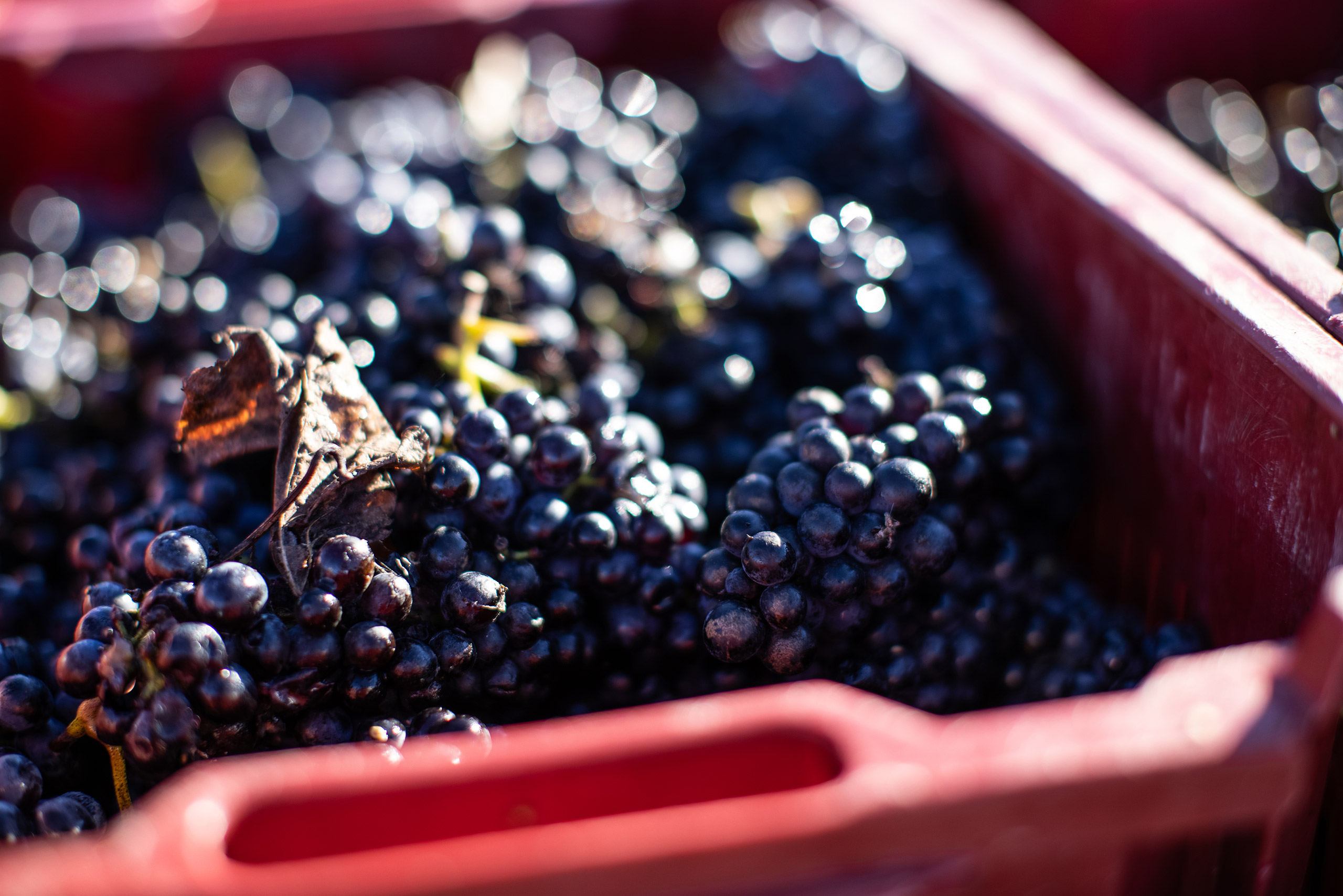 bill-downie-2021-011